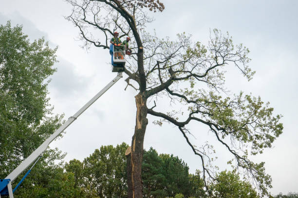 Professional Tree Services in Garden Acres, CA